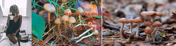 молекула духа Баксан